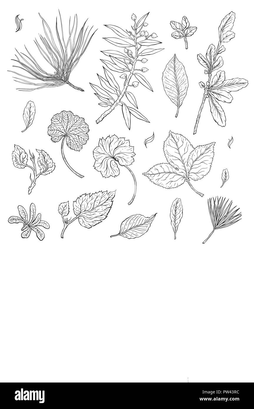 Types of leaf. Outline leaves of different types, isolated on white background. Hand drawn Monochrome realistic illustration Stock Vector