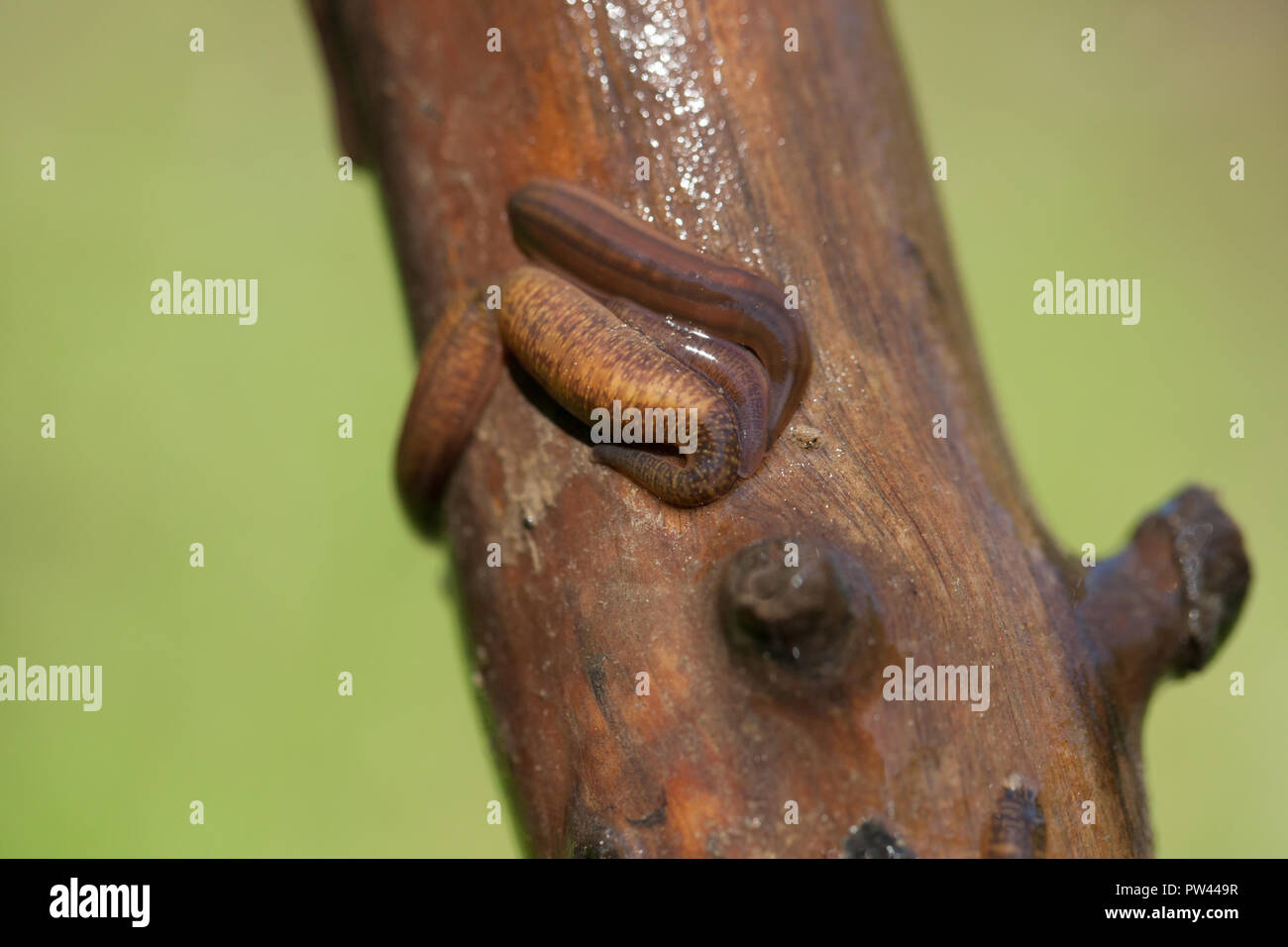 Striped leeches hi-res stock photography and images - Alamy