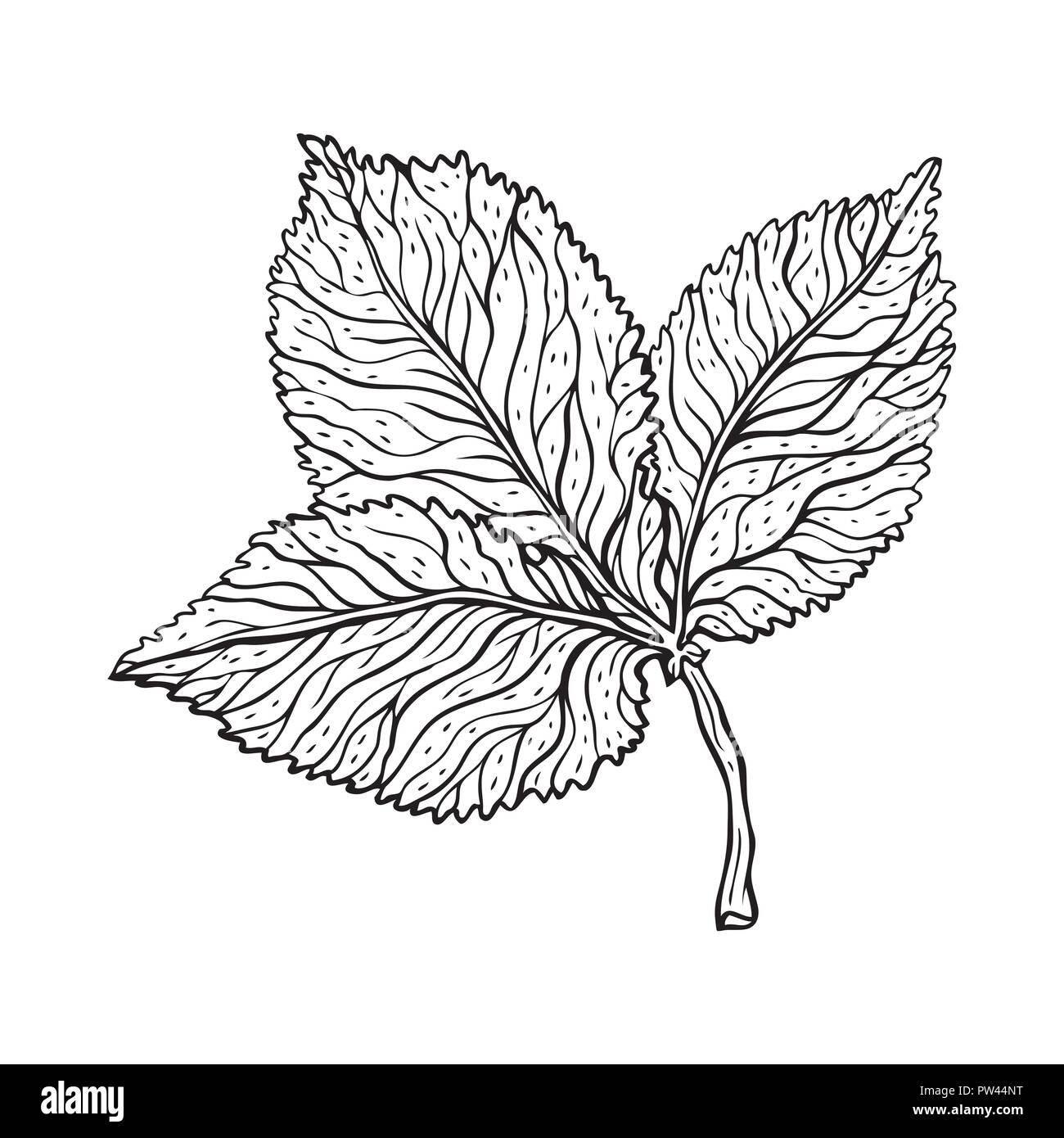 Drawing a Leaf - The Arty Teacher