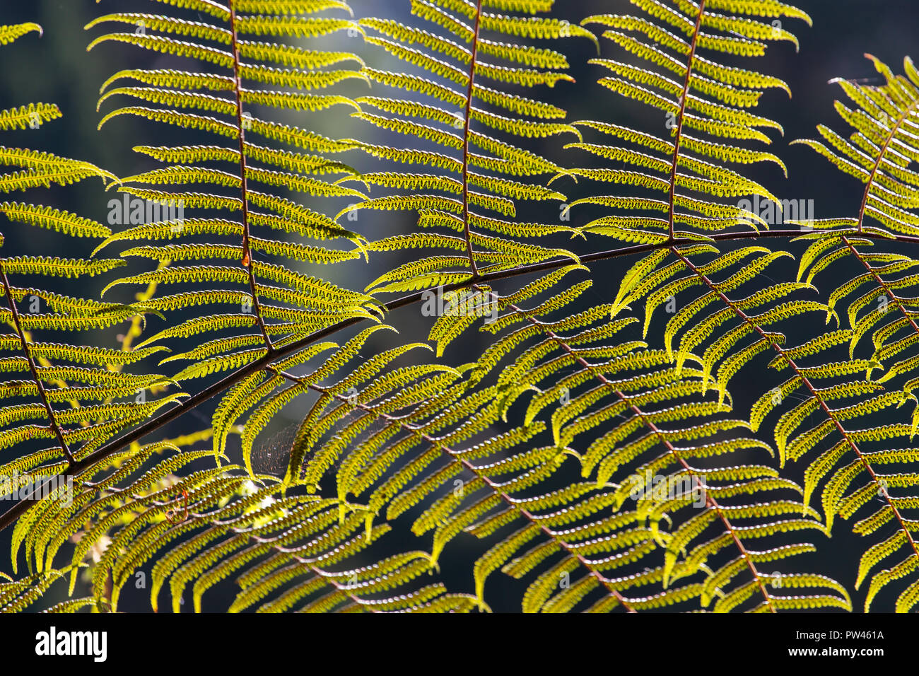 Green fern fresh leaves pattern hi-res stock photography and images - Alamy