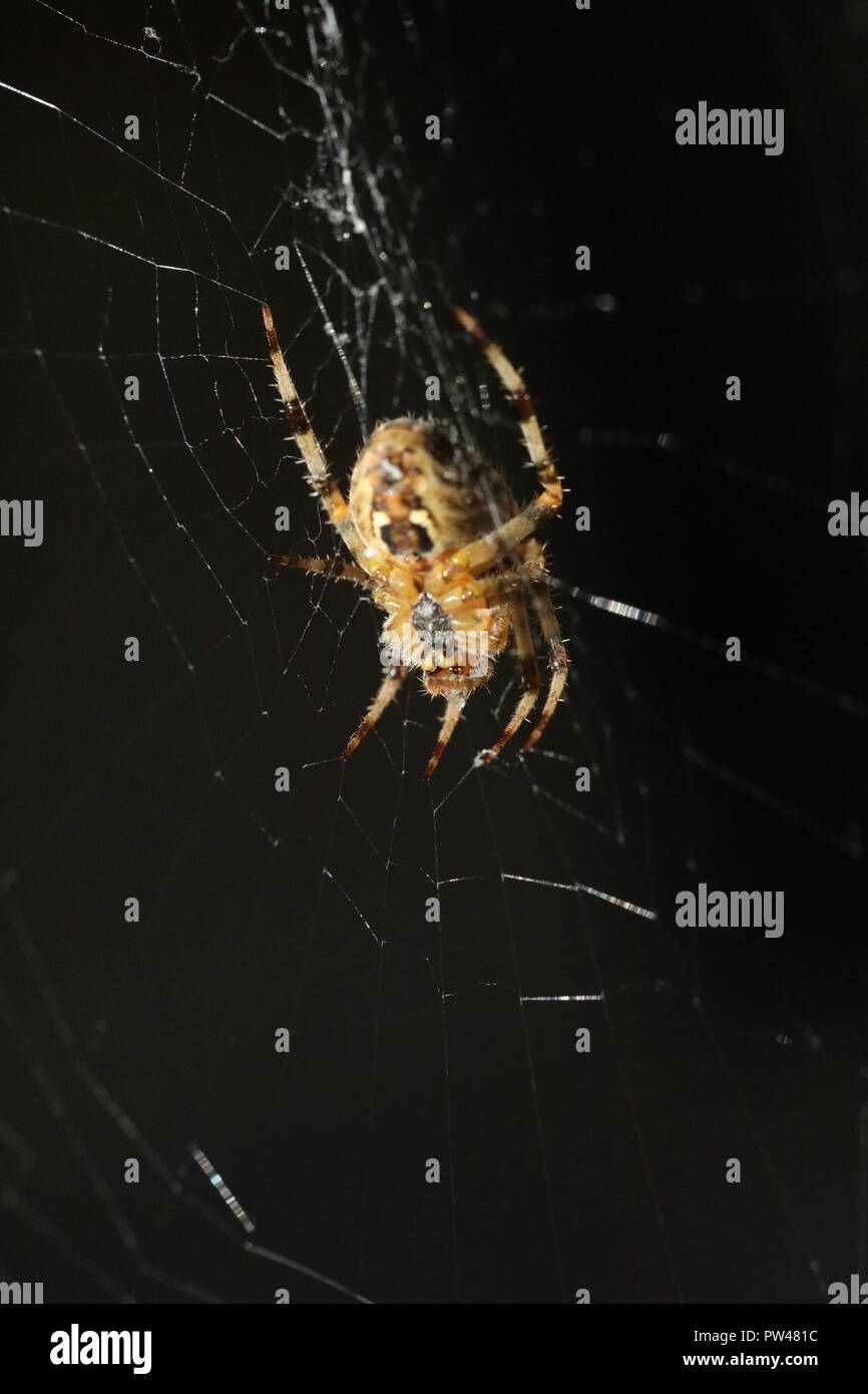 Spider close up spinneret hi-res stock photography and images - Alamy