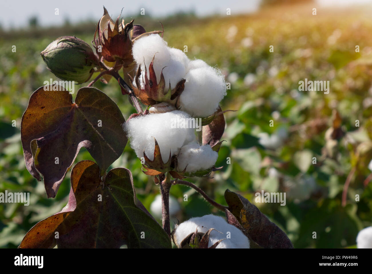 Cotton Plant India High Resolution Stock Photography and Images Alamy