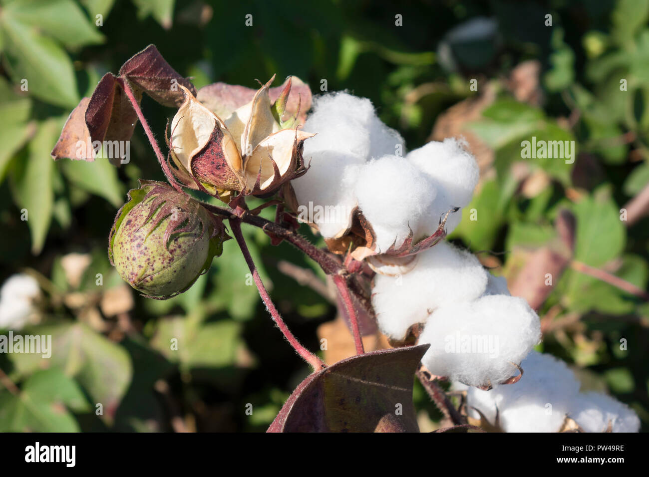 Cotton plant india hires stock photography and images Alamy