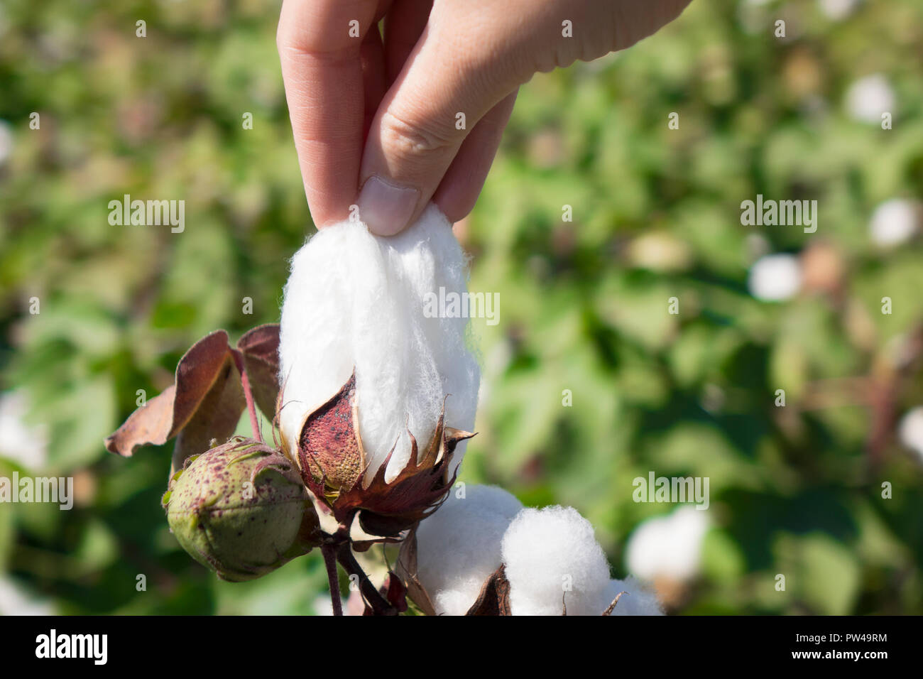 Hand picking cotton hires stock photography and images Alamy