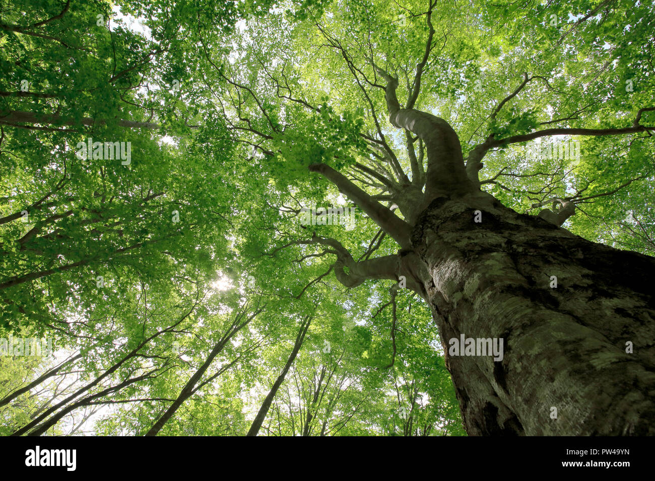 Akira takahara highland beech linna beech tree leaf green summer hi-res  stock photography and images - Alamy