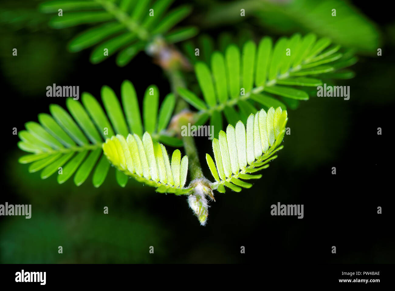 Porlieria porlieria hygrometra hires stock photography and images Alamy