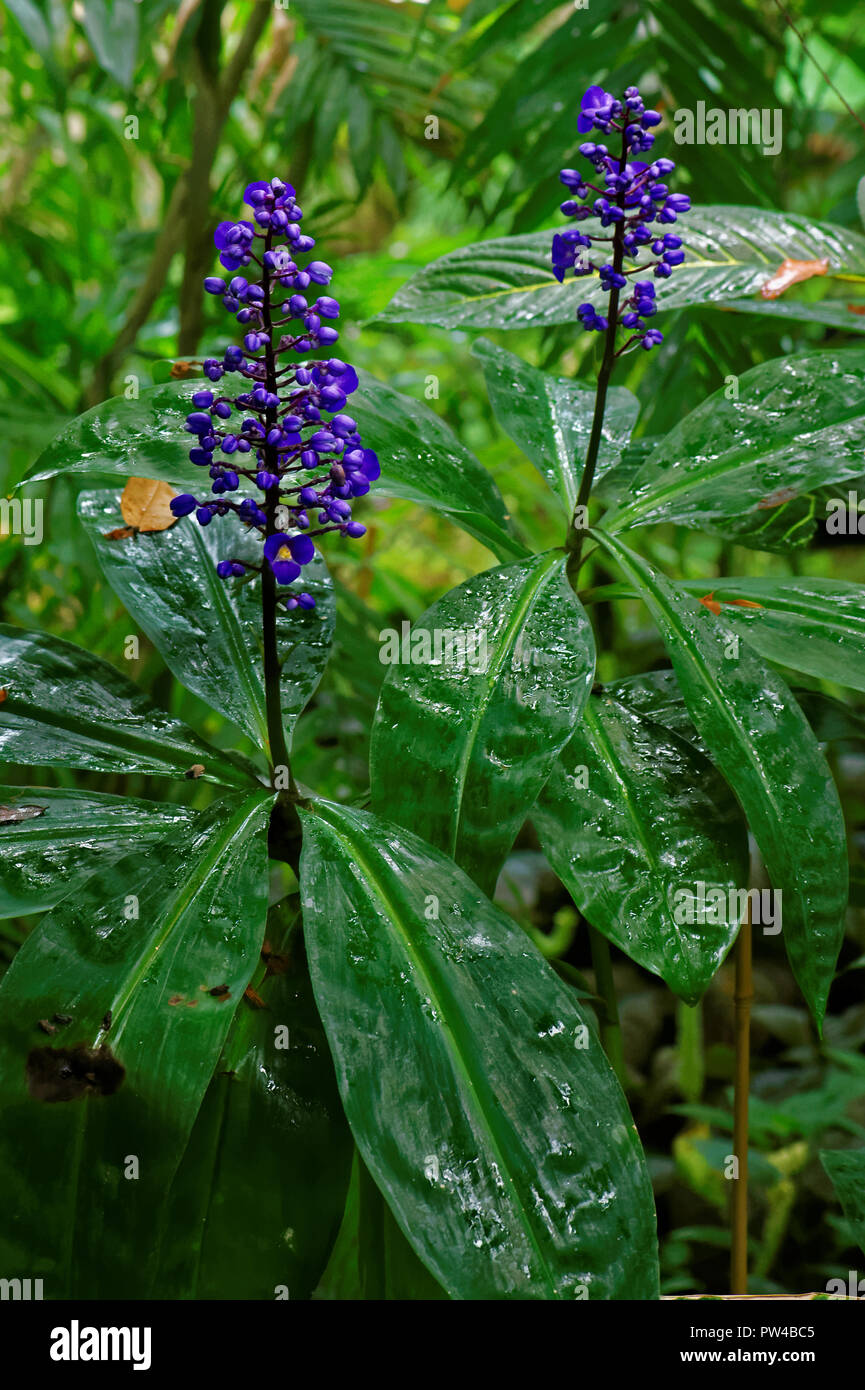 Dichorisandra Thyrsiflora Or Blue Ginger Is A Species Of Tropical Flowering Plant Which Resembles Ginger In Growth And Habit Stock Photo Alamy