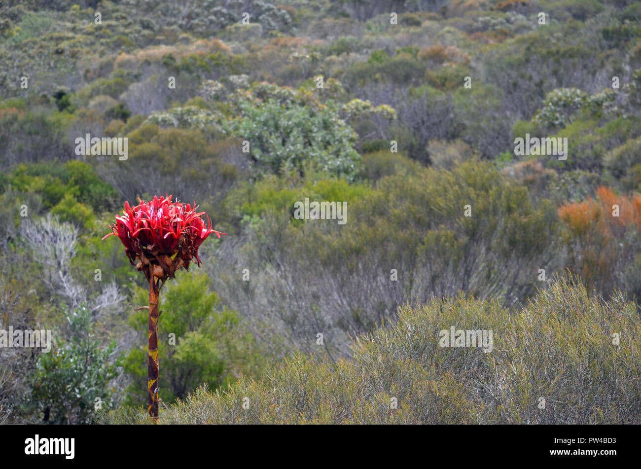 Australian native giant Gymea Lily flower spike, Doryanthes excelsa, surrounded by woodland at Australian native giant Gymea Lily flower spike, Doryanthes excelsa, surrounded by woodland at