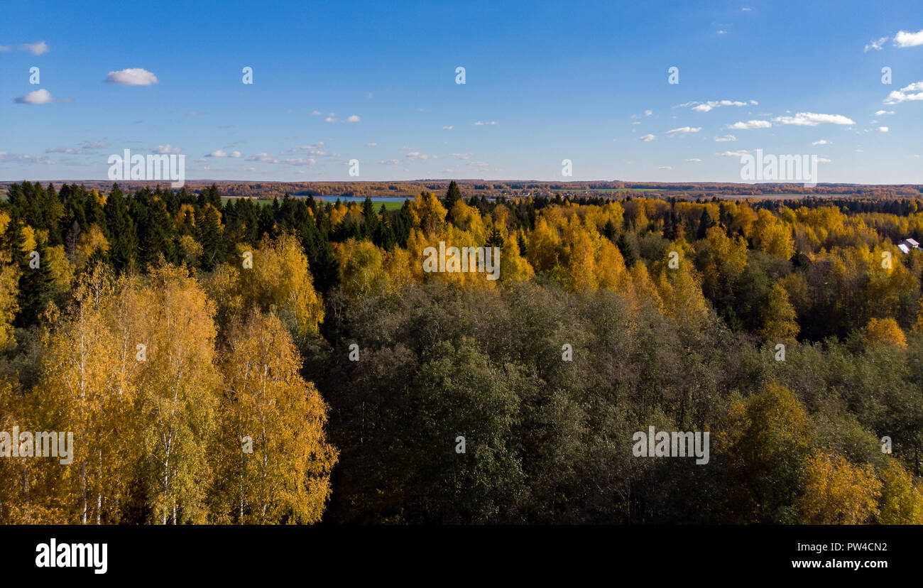 Aerial view thick golden forest hi-res stock photography and images - Alamy