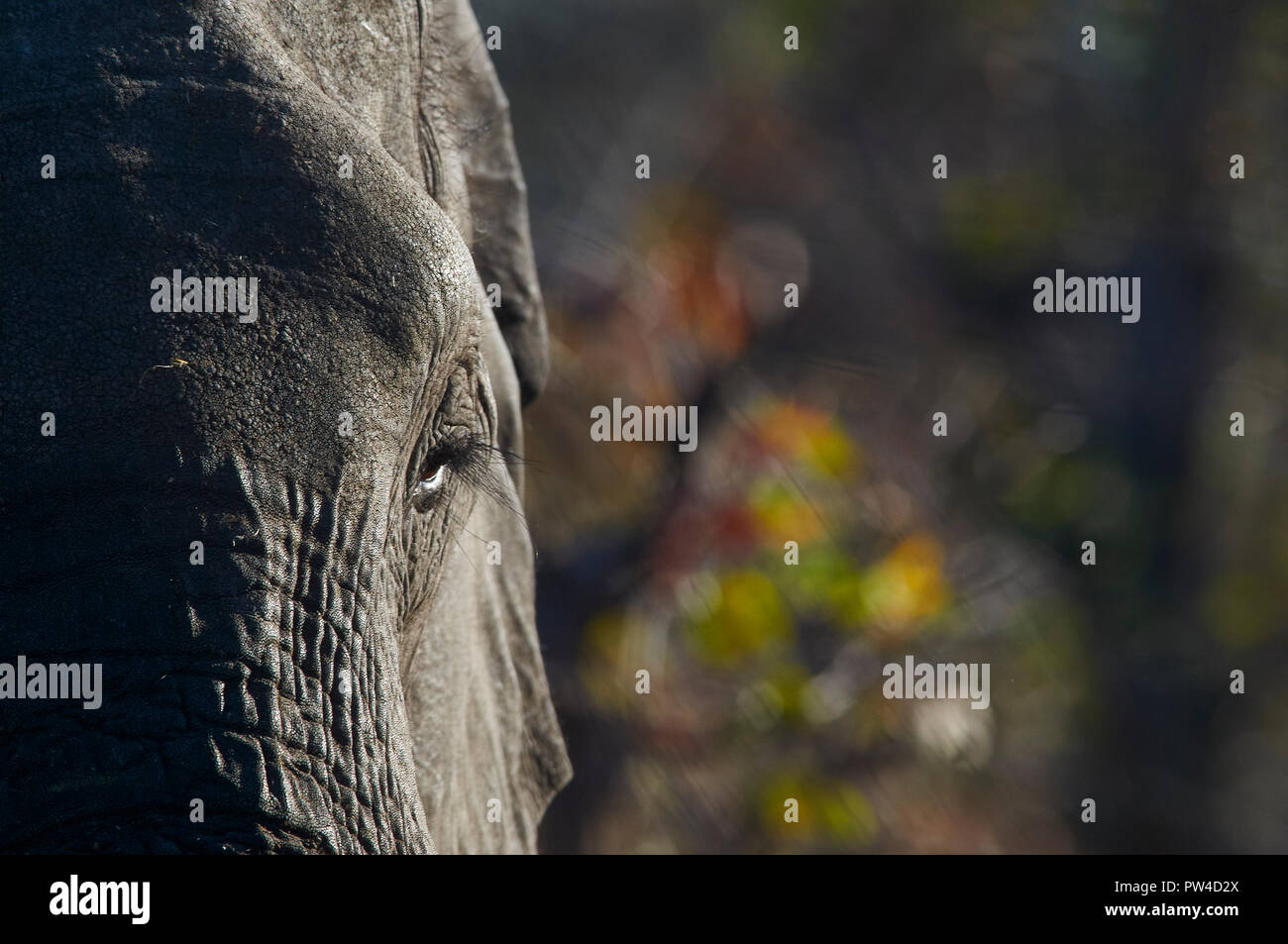 close up of sad elephant and out of focus background Stock Photo
