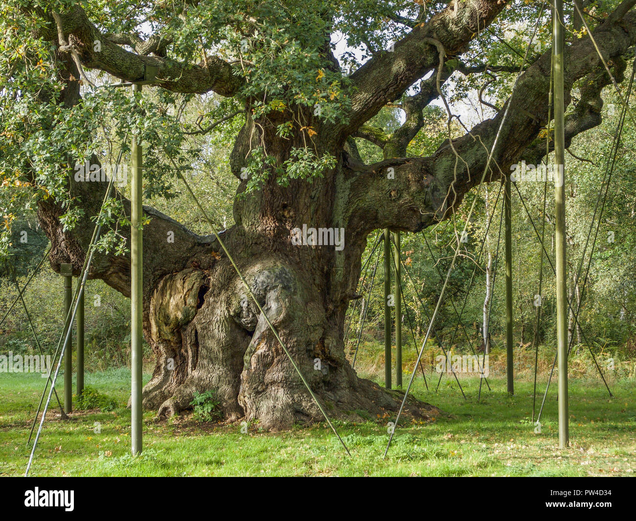 The Major Oak In Robin Hood s Sherwood Forest Stock Photo Alamy The Major Oak In Robin Hood s Sherwood Forest Stock Photo Alamy