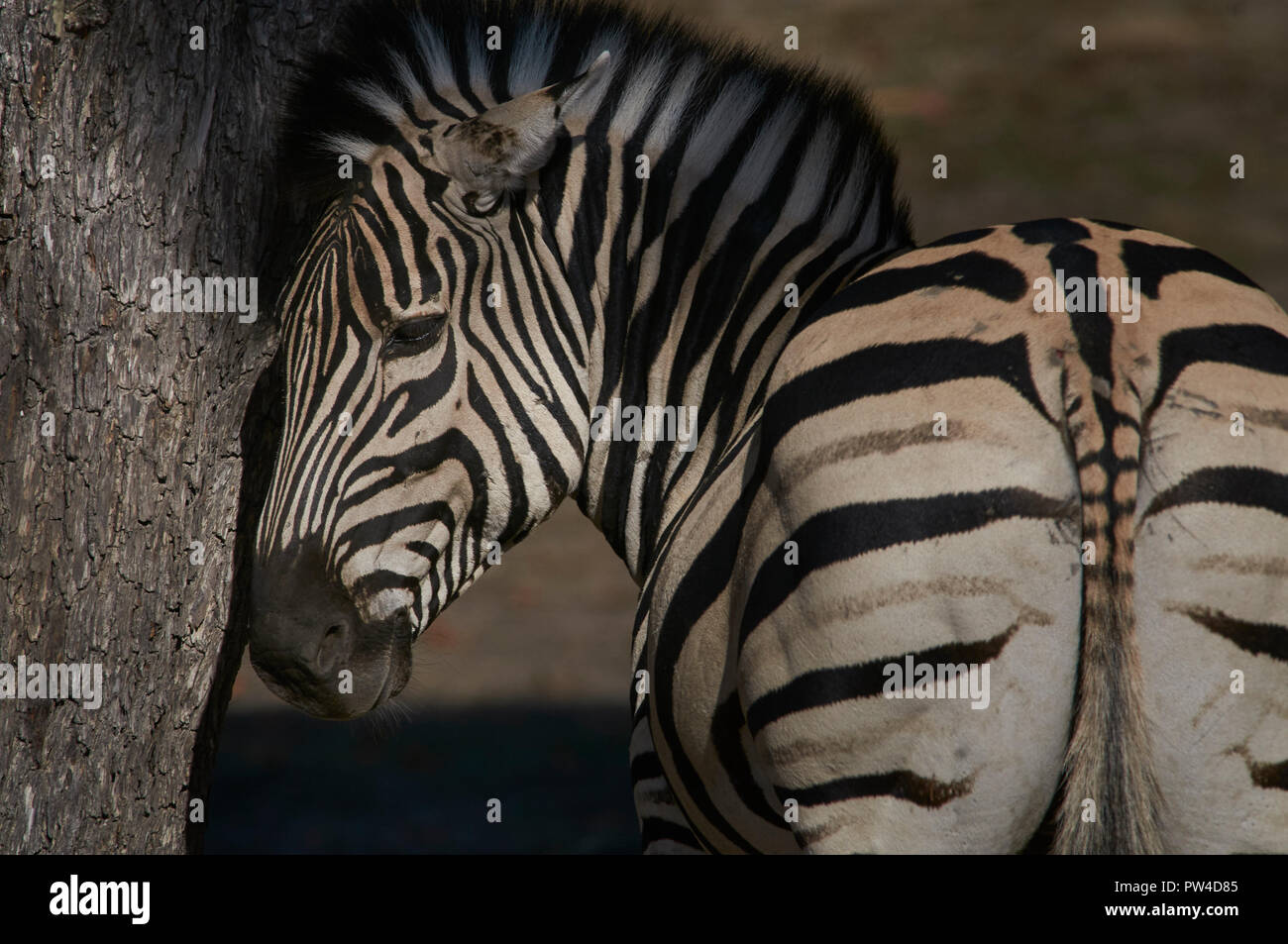 zebra haed scratching on a tree Stock Photo Alamy