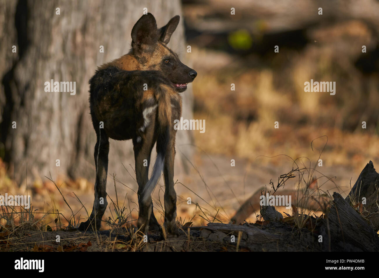 cape hunting dog, wild dog or painted wolf, alert with toungue out beautiful light Stock Photo