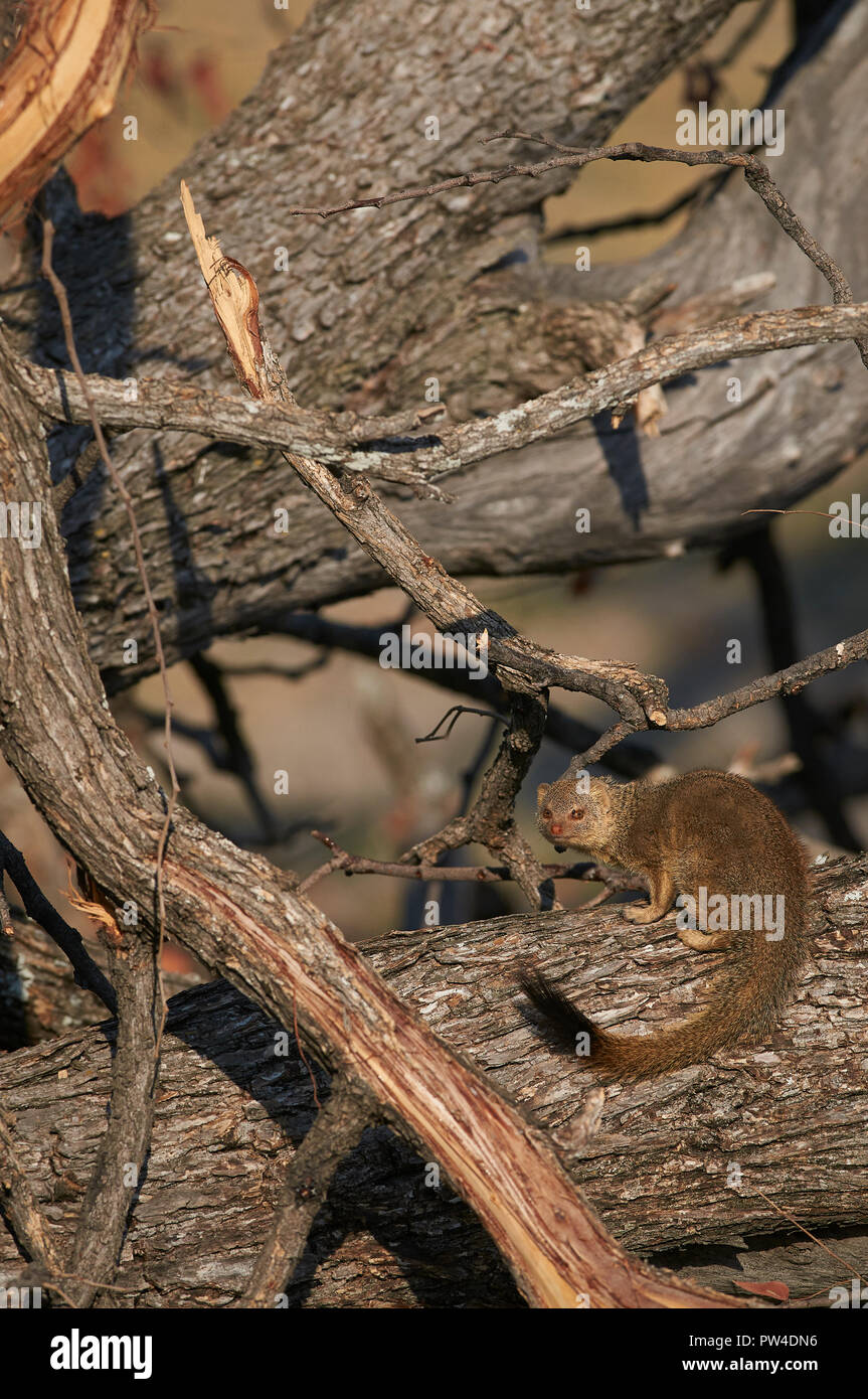 dawaf mongoose on a fallen tree Stock Photo