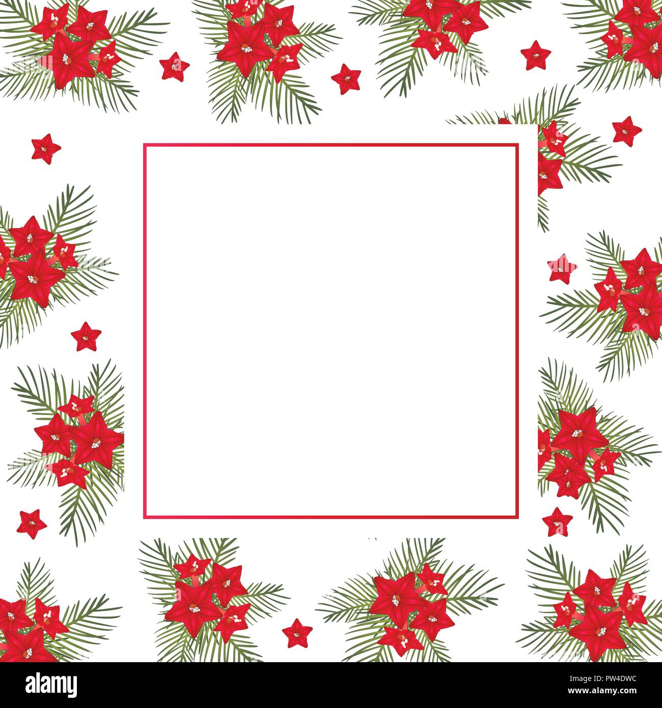 Cypress vine Flower on Christmas White Banner Card. Vector Illustration. Stock Vector