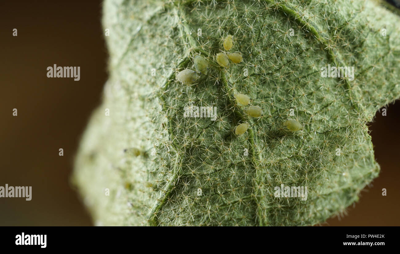 Close up Aphid Adult on Eggplant Leaf Stock Photo