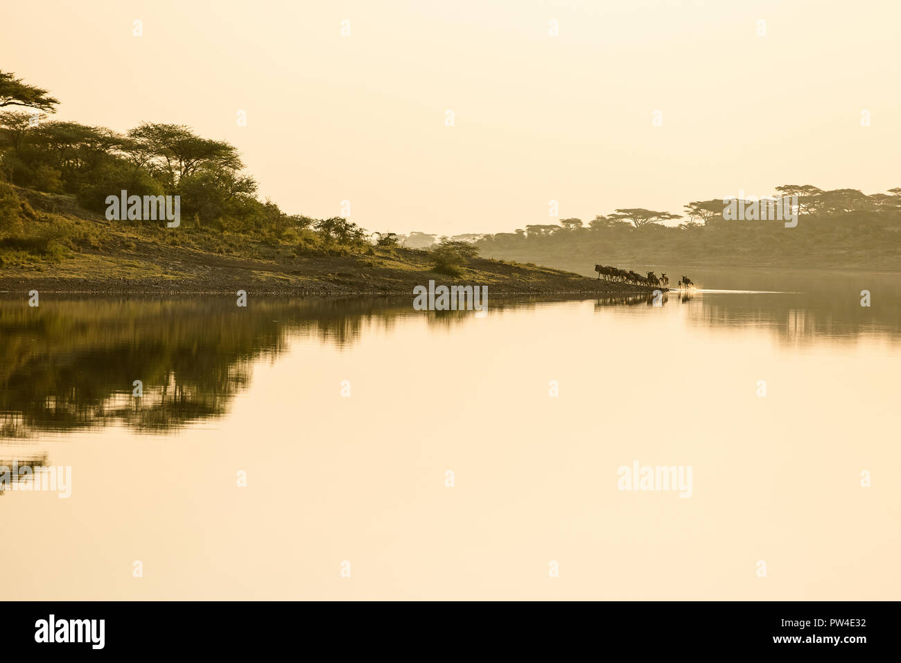 Mid distance view of wildebeests walking on hill from lake against clear sky at Maasai Mara National Reserve during sunset Stock Photo