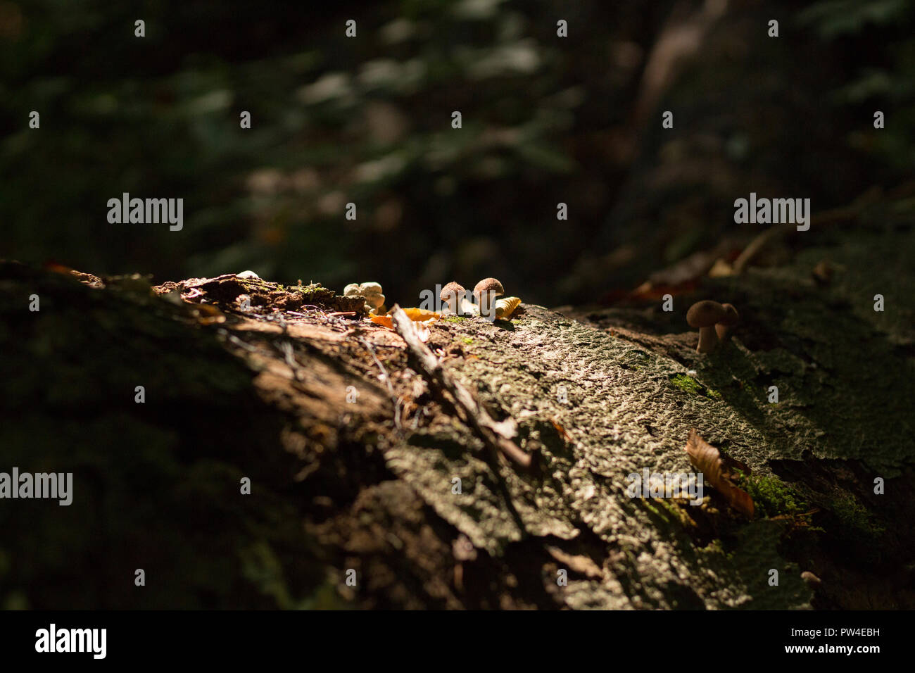 Close-up of mushrooms growing on tree trunk in forest Stock Photo - Alamy