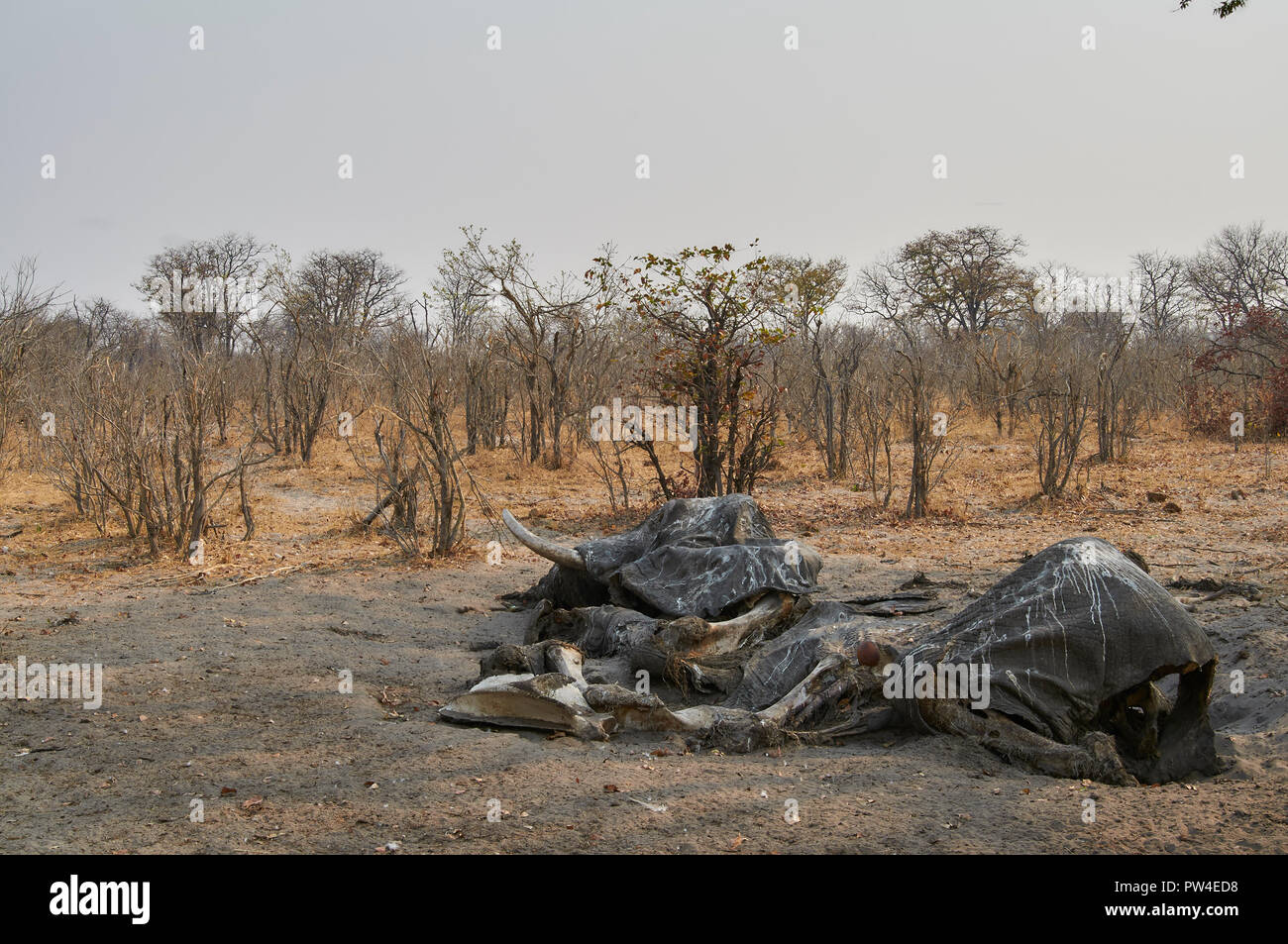 Dead african elephant hi-res stock photography and images - Alamy