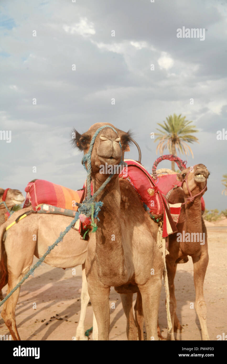Camel riding morroco hi-res stock photography and images - Alamy