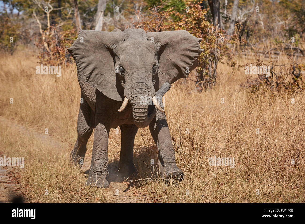 african elephant youngster in mock charge Stock Photo Alamy