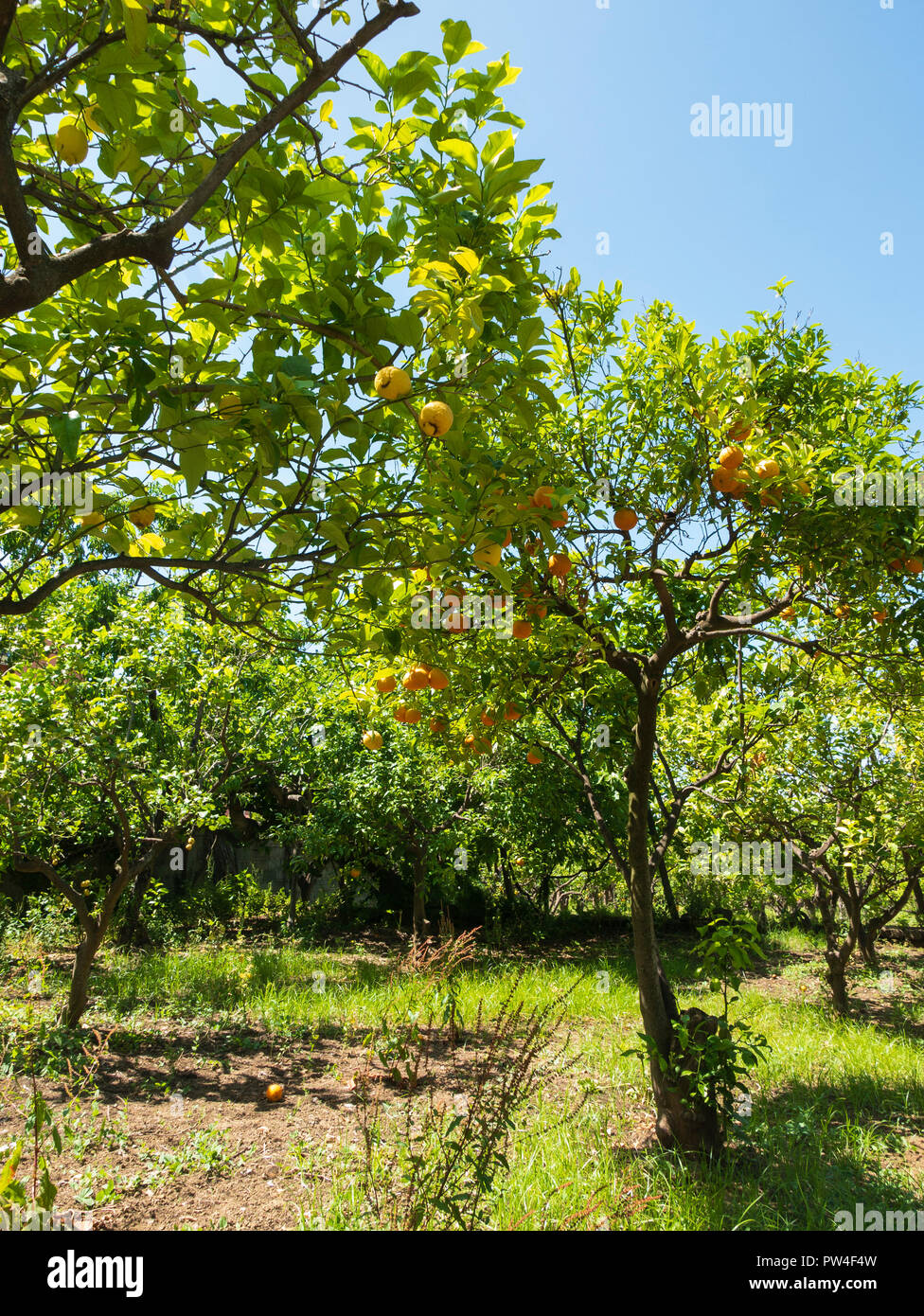 Lemon trees (Citrus limon Osbeck) . I Giardini di Cataldo, Sorrento, Campania, Italy. Stock Photo
