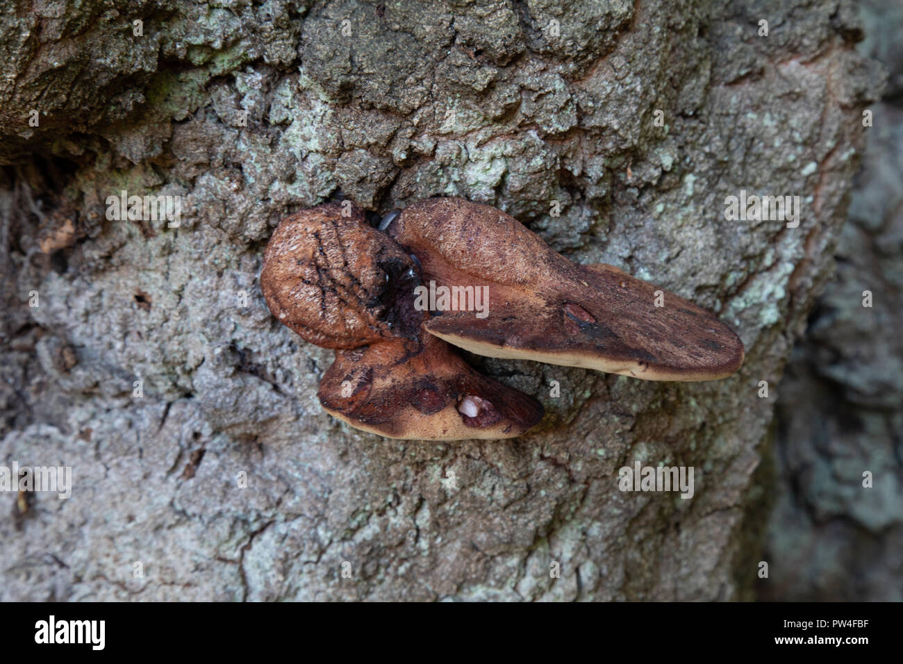 Large fungus hires stock photography and images Alamy