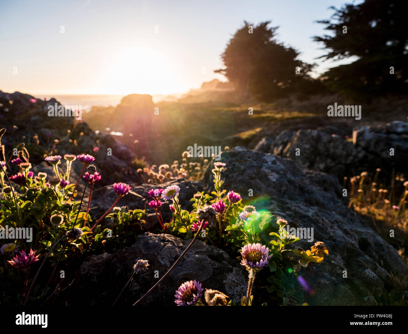 Flowers growing on rocks against sky during sunset Stock Photo