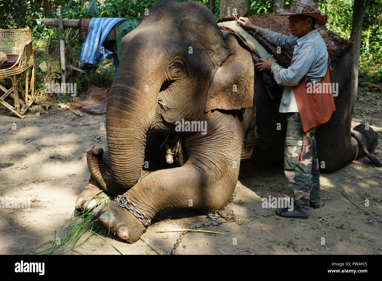 Elefant  und Mahut, Elefantenführer, Mekong Elephant Camp, Pak Beng, Pak Beng, Oudomxai Provinz, Laos, Asien, Stock Photo