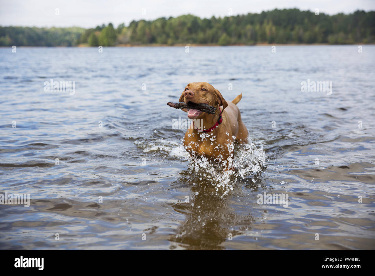 Dog carrying stick while walking in lake at Banff National Park Stock