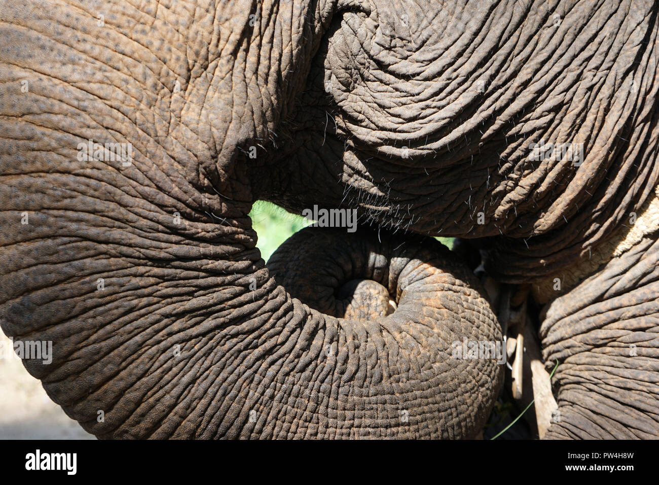 Asiatischer Elefant, Mekong Elephant Camp, Pak Beng, Pak Beng, Oudomxai Provinz, Laos, Asien Stock Photo
