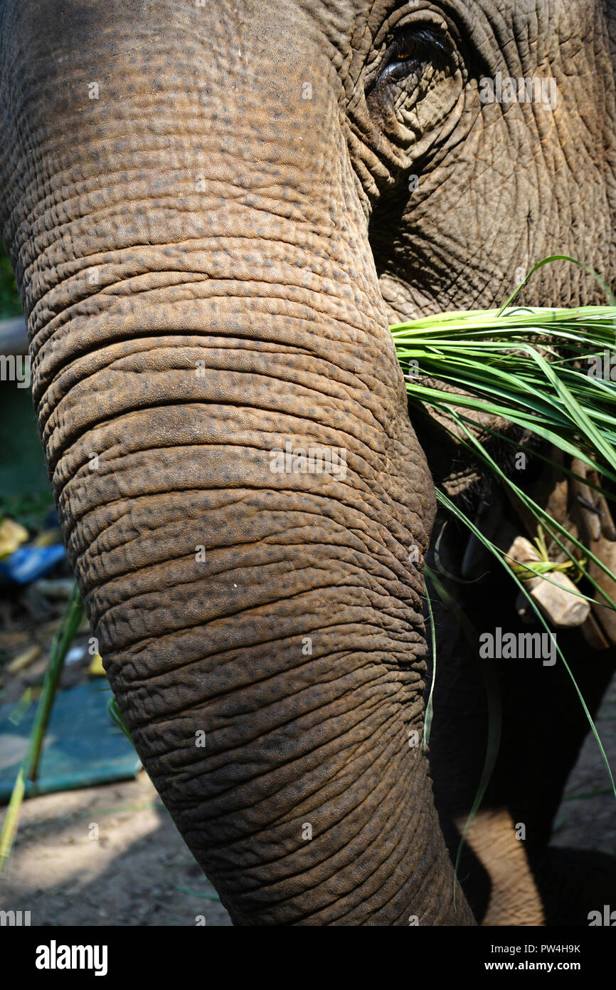Asiatischer Elefant frisst Gras, Mekong Elephant Camp, Pak Beng, Pak Beng, Oudomxai Provinz, Laos, Asien Stock Photo
