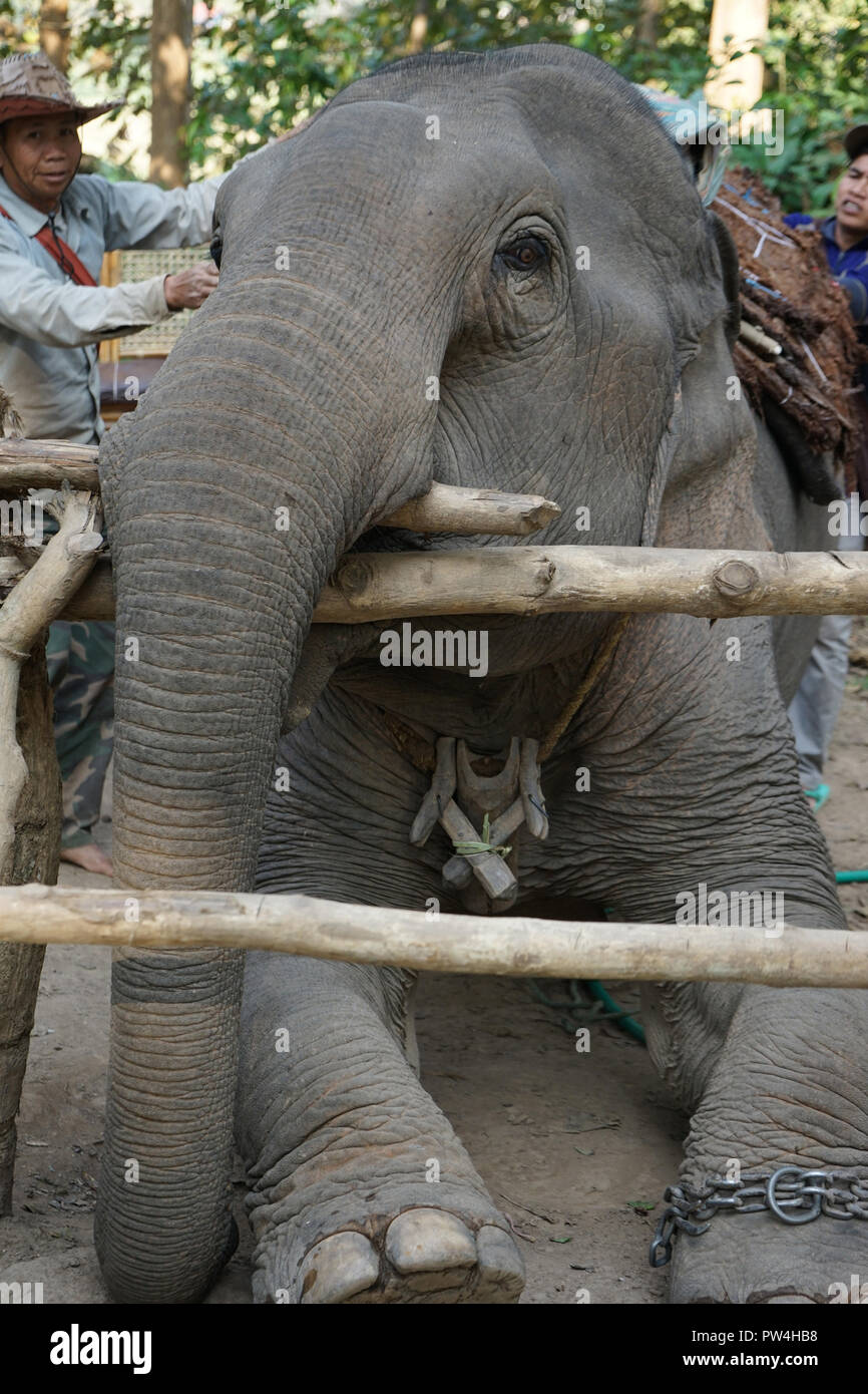 Elefant und Mahut, Elefantenführer, Mekong Elephant Camp, Pak Beng, Pak Beng, Oudomxai Provinz, Laos, Asien, Stock Photo