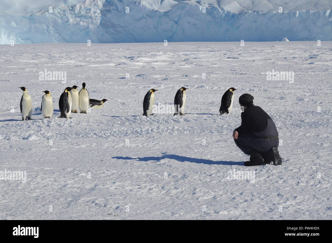 Progress station, Antarctica  January 10, 2016: Emperor penguin chick and the man in the red suit.Close-up Stock Photo