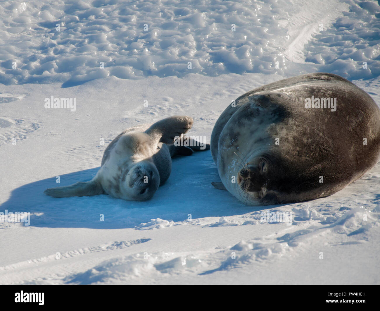 Seal - ringed seal (Pusa hispida), A young mother with a born cub lies on the snow. Antarctic. Stock Photo