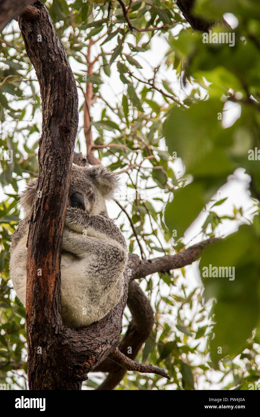 Koala and tree hi-res stock photography and images - Alamy
