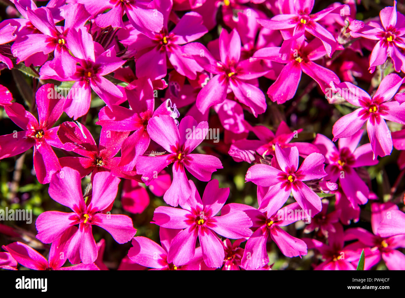 Phlox blooms during spring Stock Photo