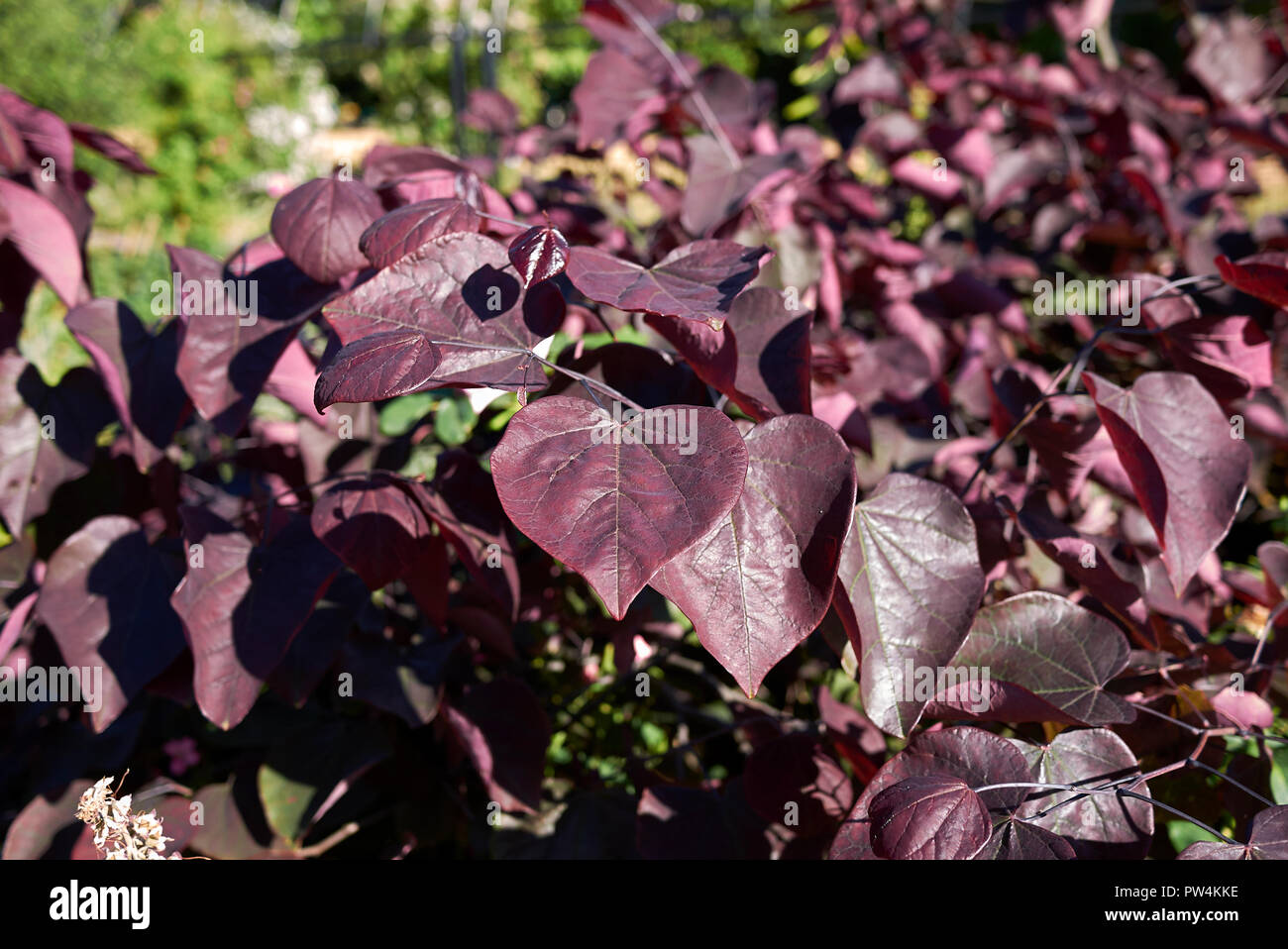 Cercis canadensis red foliage Stock Photo