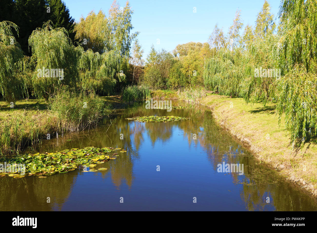 Pond surrounded by trees with a reflection in the water on a sunny day, background. Stock Photo