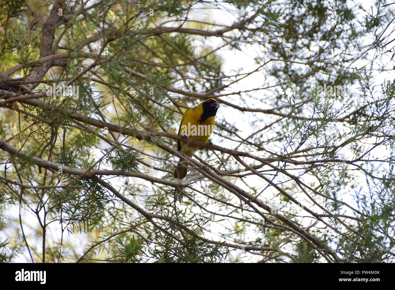 Southern Masked Weaver bird, South Africa Stock Photo Alamy