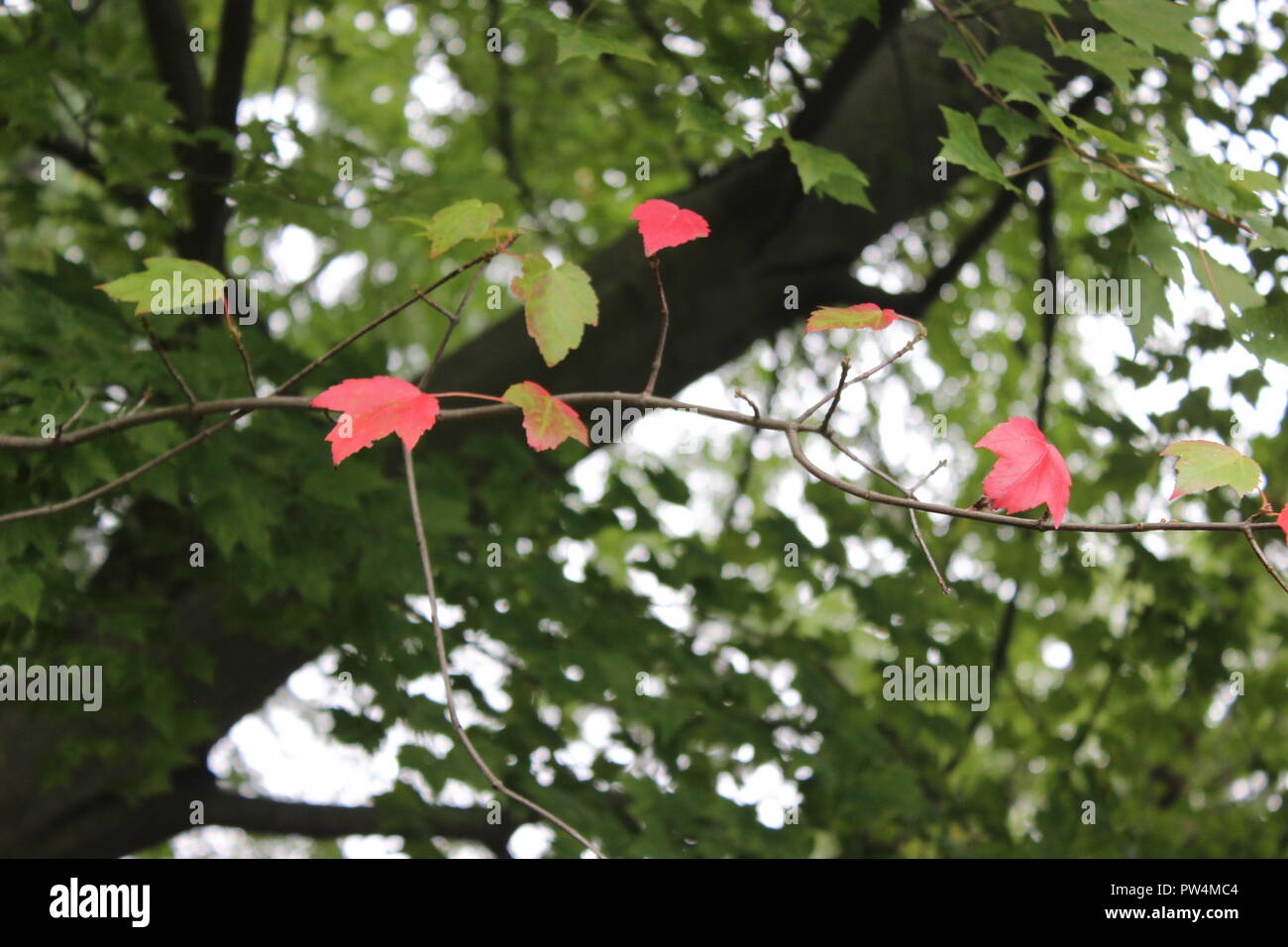 fall leaves Stock Photo