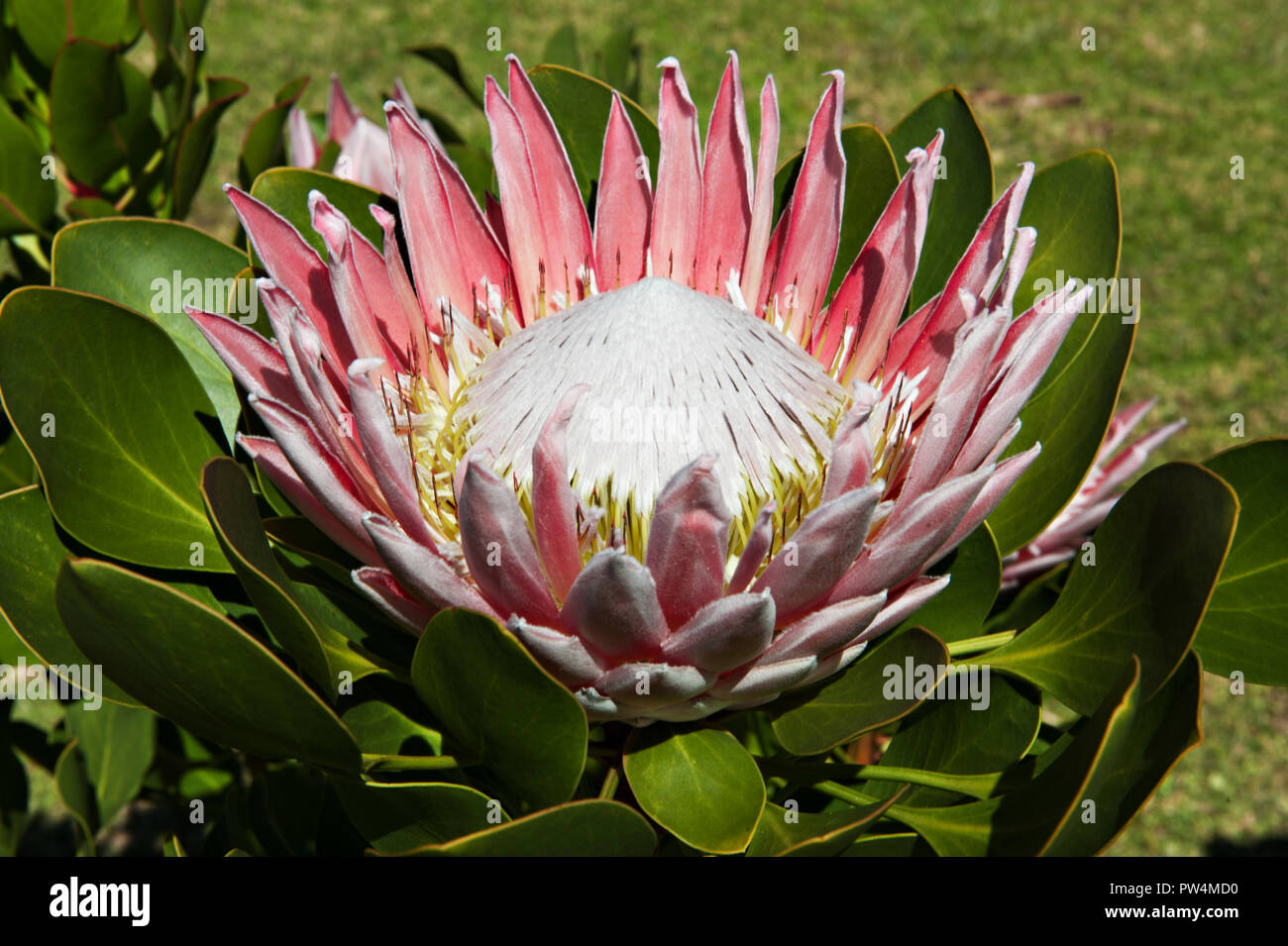 Proteus the south african national flower and emblem at the Kirstenbosch National Botanical Gardens in Cape Town, South Africa Stock Photo