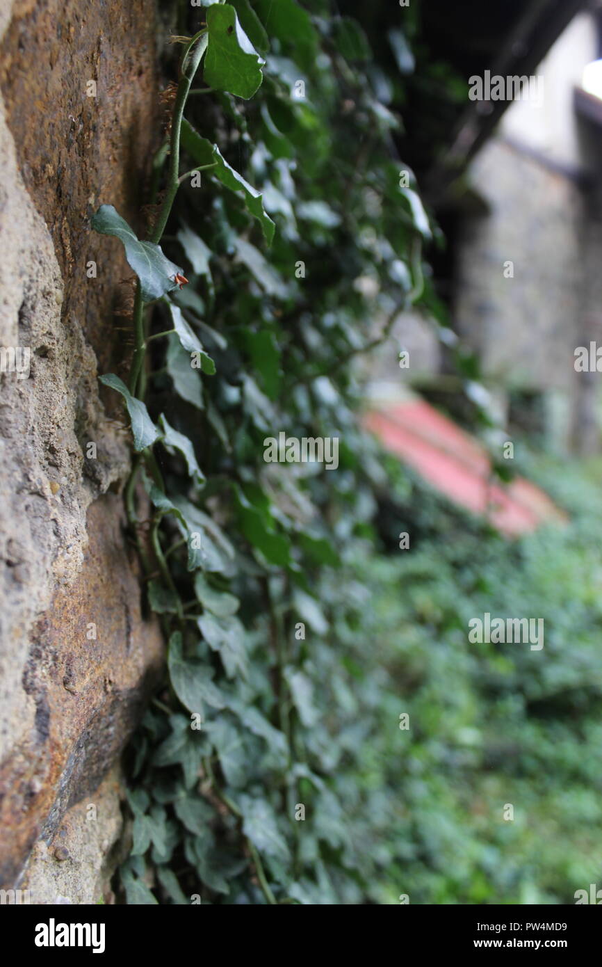 Ivy climbing the wall hires stock photography and images Alamy