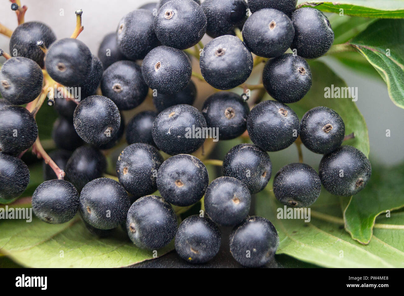 Black rowan aronia chokeberry Stock Photo - Alamy