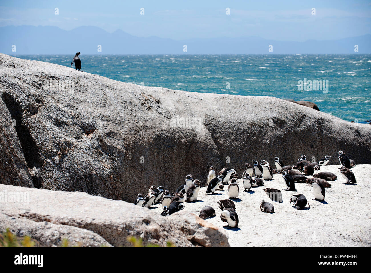 A small colony of Penguins gathering at Boulders Beach, while one penguin steps on to the rock to explore, Cape Town South Africa Stock Photo