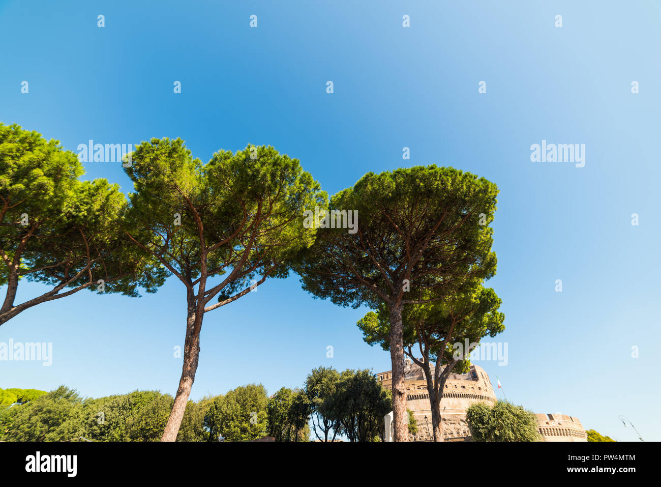 Pine trees with Castel Sant Angelo on the background. Rome, Italy Stock ...