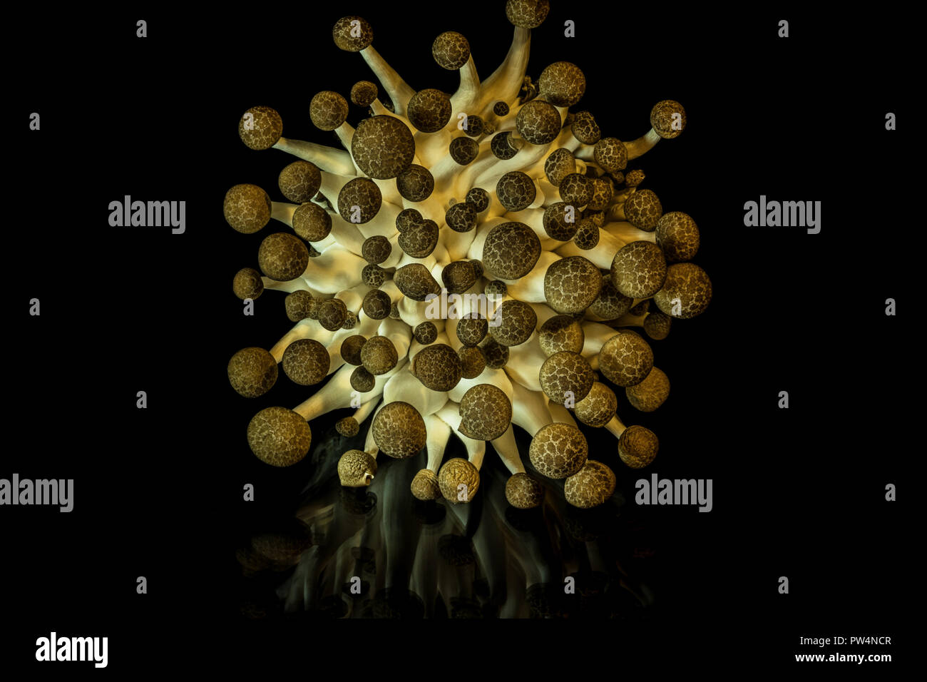 A cluster of mushrooms on black reflective surface Stock Photo