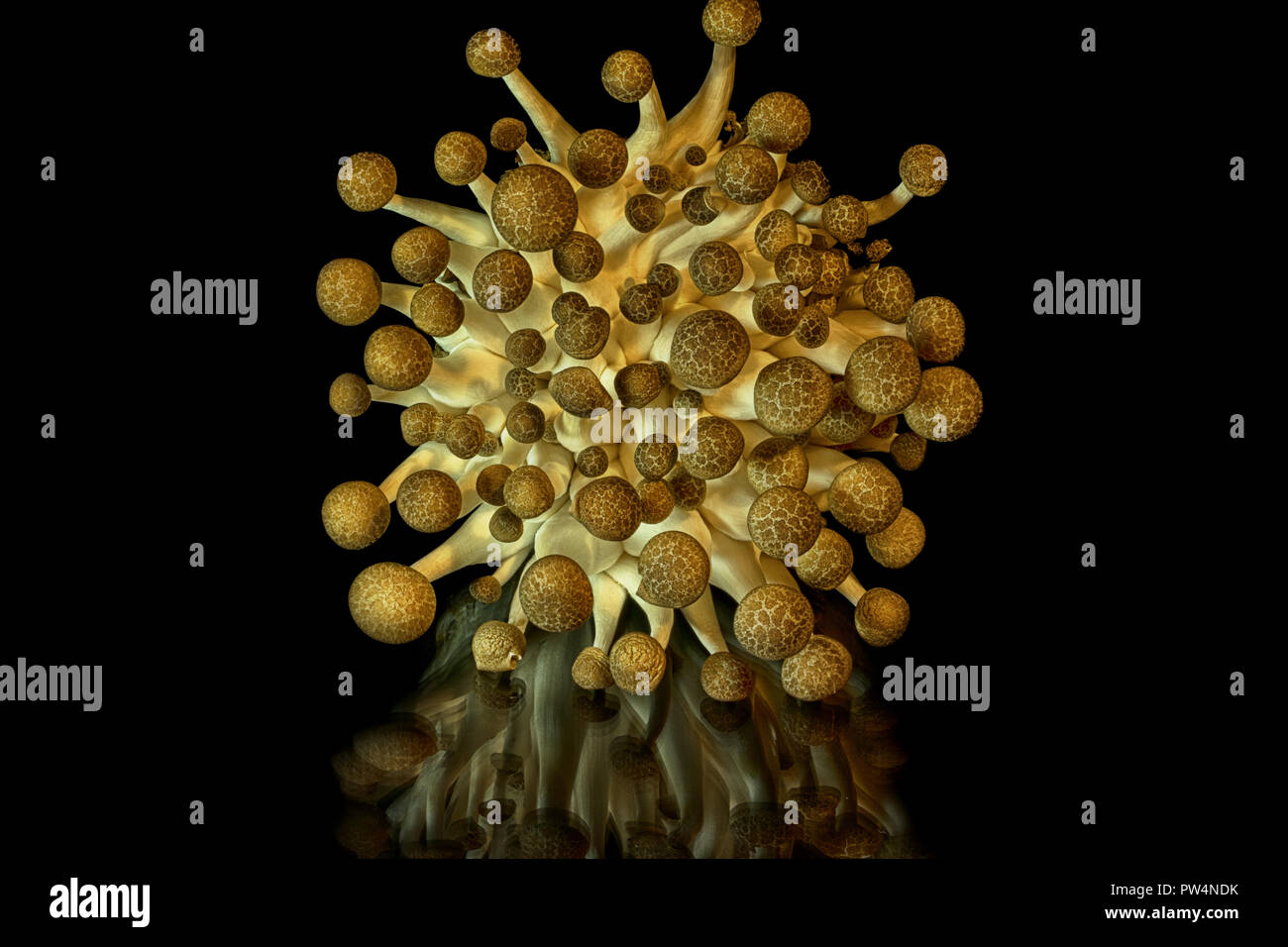 A cluster of mushrooms on black reflective surface Stock Photo