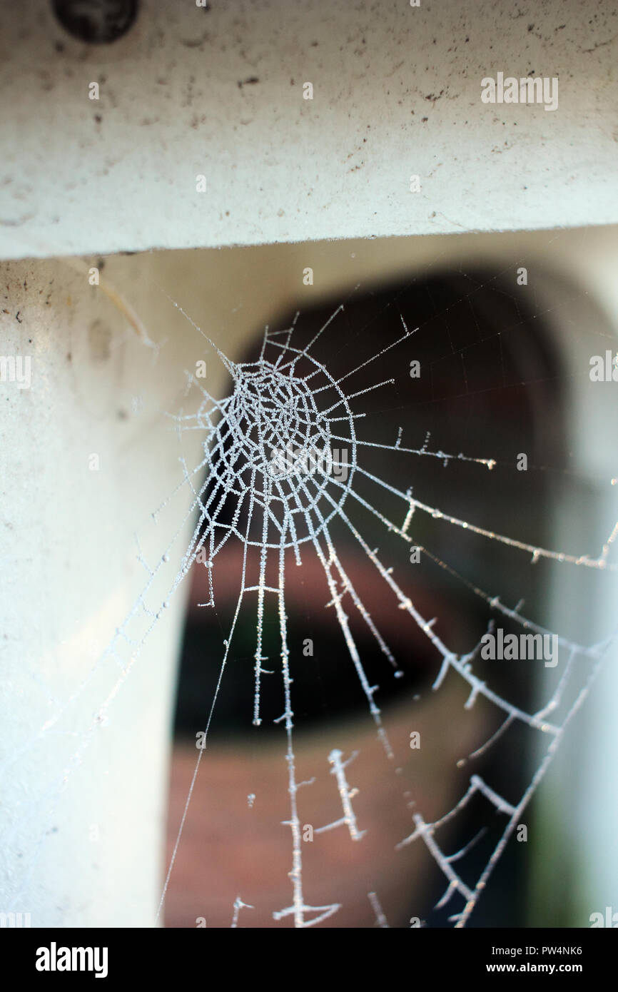 spider web in winter times, very cold temperature Stock Photo Alamy