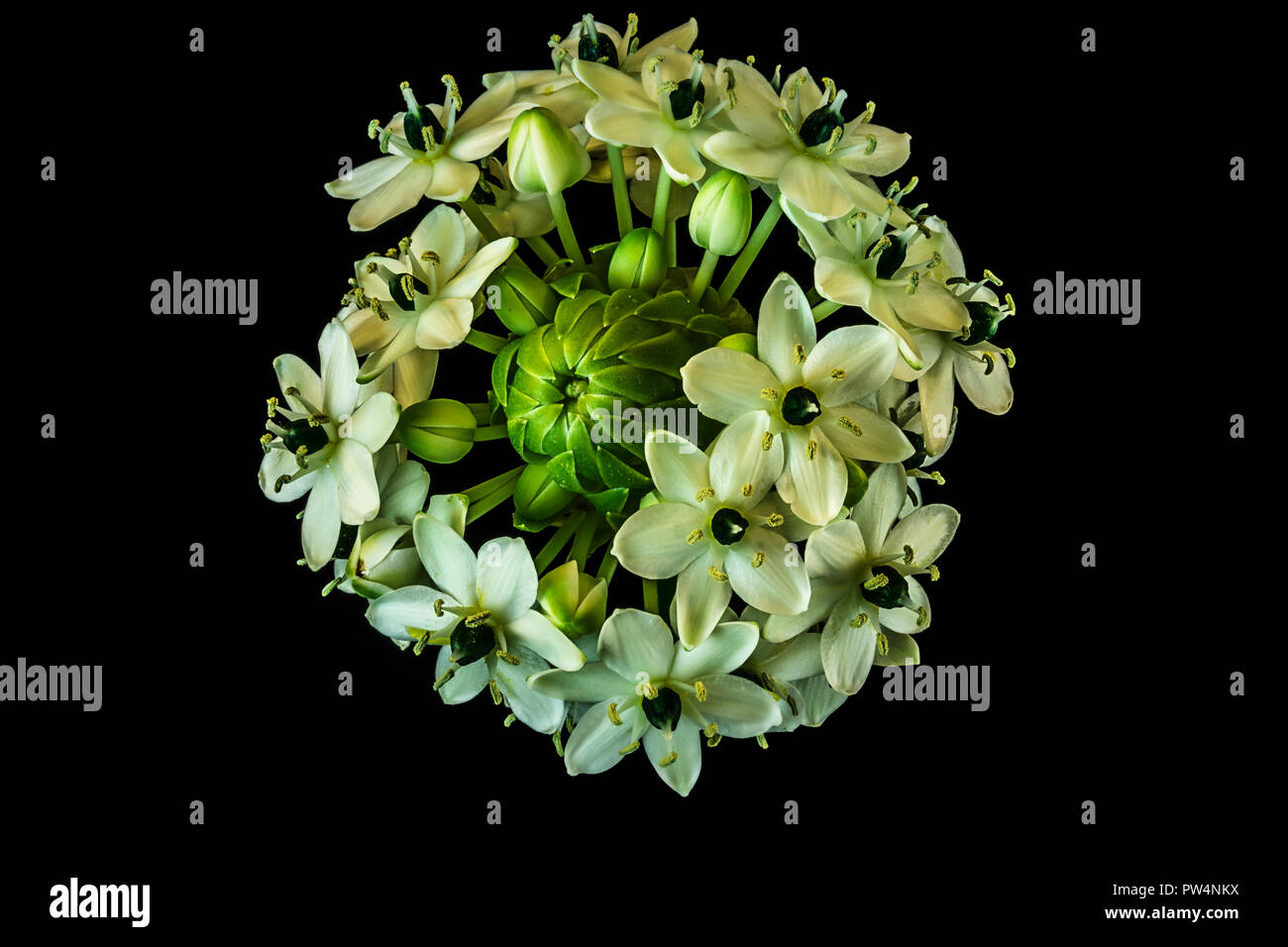 A Star of Bethlehem flower with black background Stock Photo